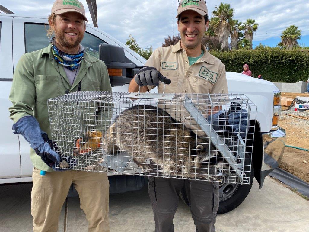 Minneapolis raccoon trapping